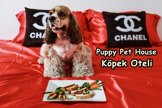 Bursa Köpek Oteli