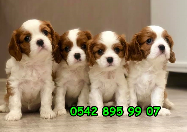 cavalier king charles yavru