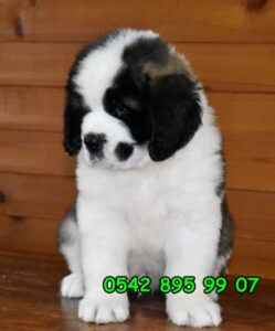 saint bernard